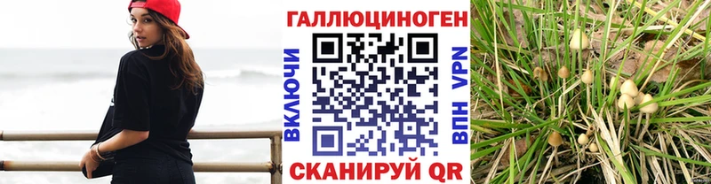 Купить закладки  Дорогобуж  Псилоцибиновые грибы ЛСД 